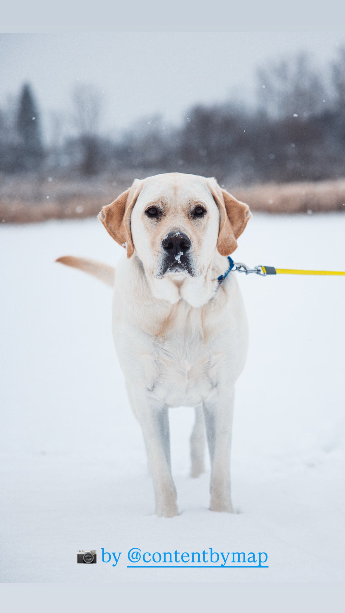 Bloomsy Best Buddies